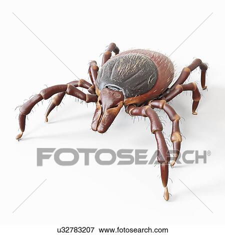 Stock Photo - Illustration of a tick. Fotosearch