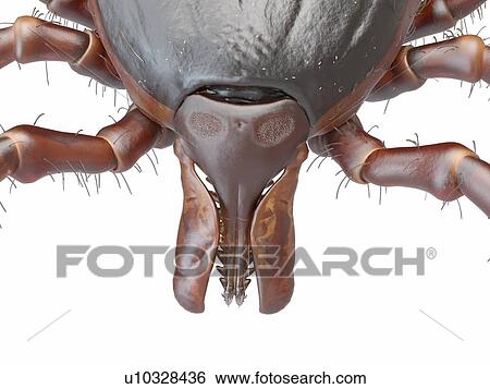 Stock Photograph - Illustration of a tick. Fotosearch