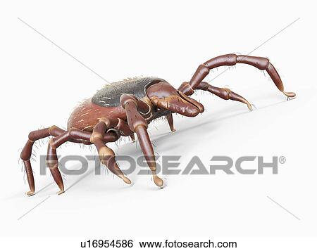 Stock Photograph - Illustration of a tick. Fotosearch