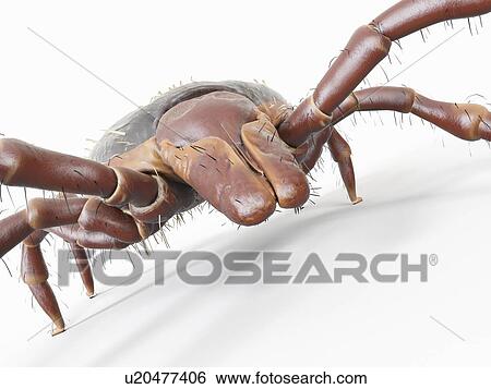 Stock Photograph - Illustration of a tick. Fotosearch