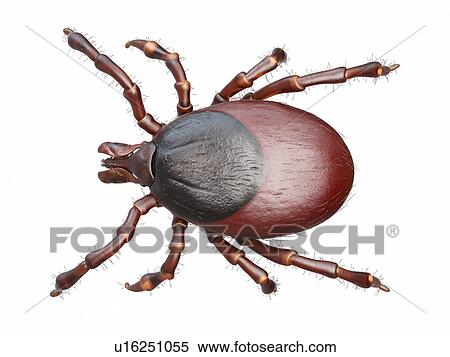 Illustration of a tick View Large Photo Image Stock Photography - Illustration of a tick. Fotosearch