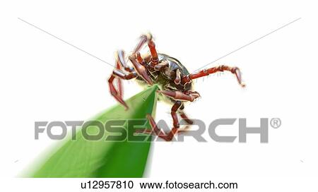 Stock Image - Illustration of a tick waiting for prey. Fotosearch
