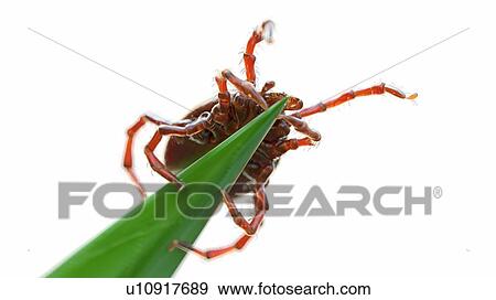 Stock Photo - Illustration of a tick waiting for prey. Fotosearch