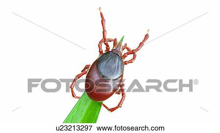 Illustration of a tick waiting for prey View Large Photo Image Stock Photo - Illustration of a tick waiting for prey. Fotosearch