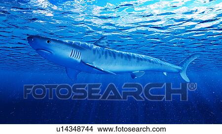 Picture - Illustration of a tiger shark. Fotosearch