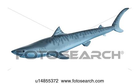 Illustration of a tiger shark View Large Photo Image Stock Image - Illustration of a tiger shark. Fotosearch