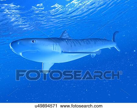 Illustration of a tiger shark View Large Photo Image Stock Image - Illustration of a tiger shark. Fotosearch
