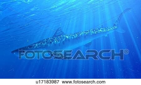 Stock Photo - Illustration of a tiger shark. Fotosearch