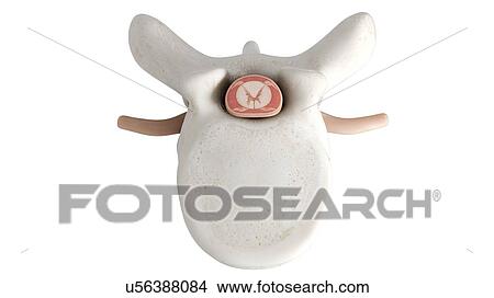 Picture - Illustration of a vertebra. Fotosearch