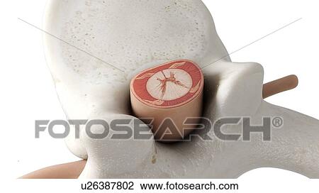 Stock Image - Illustration of a vertebra. Fotosearch