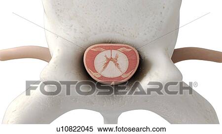 Stock Photography - Illustration of a vertebra. Fotosearch