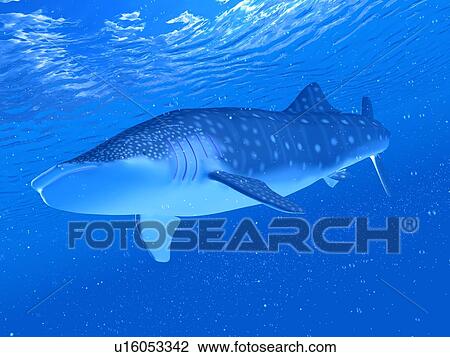 Stock Image - Illustration of a whale shark. Fotosearch