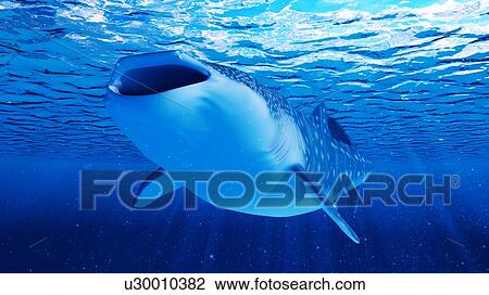 Stock Image - Illustration of a whale shark. Fotosearch
