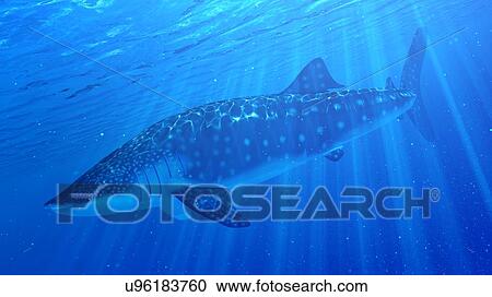 Stock Image - Illustration of a whale shark. Fotosearch