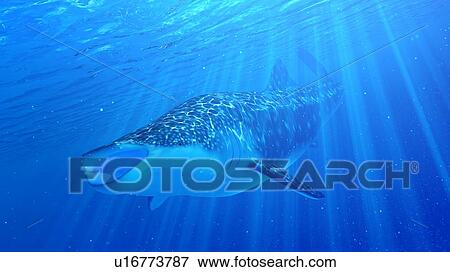 Stock Photo - Illustration of a whale shark. Fotosearch
