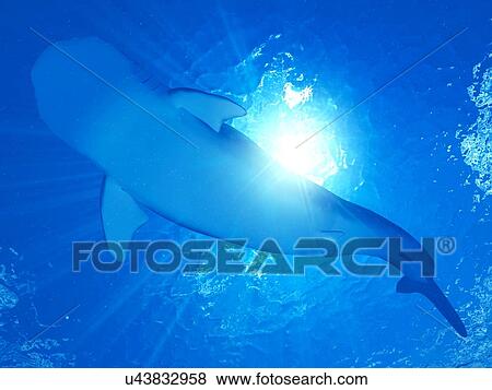 Stock Photo - Illustration of a whale shark. Fotosearch