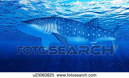 Illustration of a whale shark View Large Photo Image Stock Photography - Illustration of a whale shark. Fotosearch