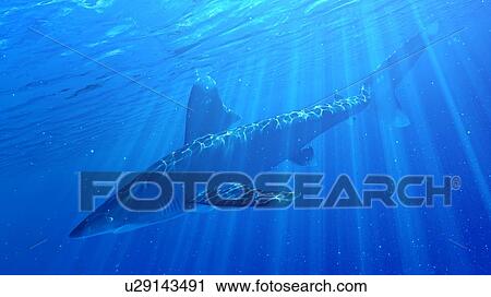 Illustration of a whitetip shark View Large Photo Image Stock Image - Illustration of a whitetip shark. Fotosearch