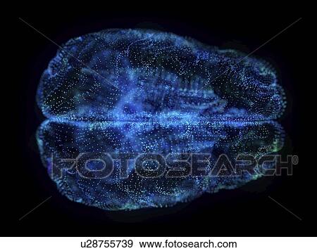 Illustration of an abstract plexus brain View Large Photo Image Stock Photo - Illustration of an abstract plexus brain. Fotosearch