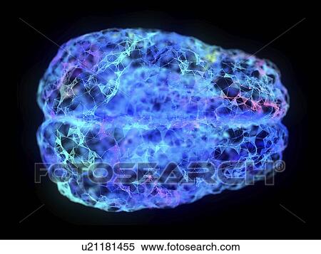Stock Photography - Illustration of an abstract plexus brain. Fotosearch
