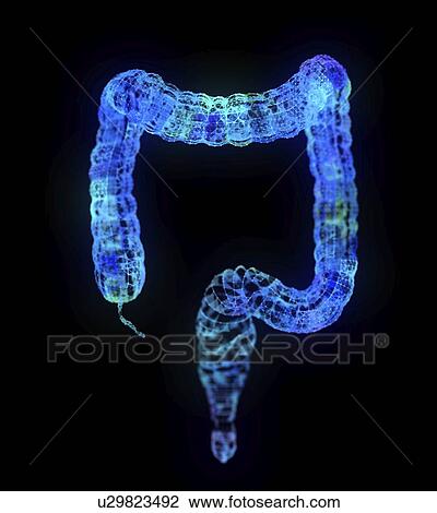 Illustration of an abstract plexus colon View Large Photo Image Stock Image - Illustration of an abstract plexus colon. Fotosearch