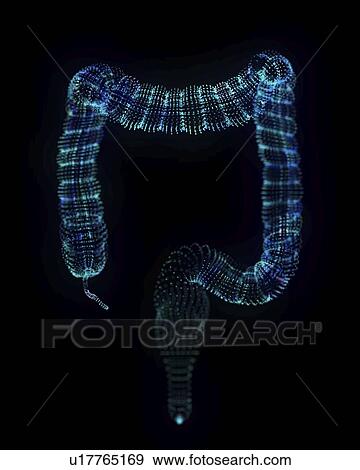 Stock Photo - Illustration of an abstract plexus colon. Fotosearch