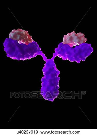 Stock Photo - Illustration of an antibody. Fotosearch