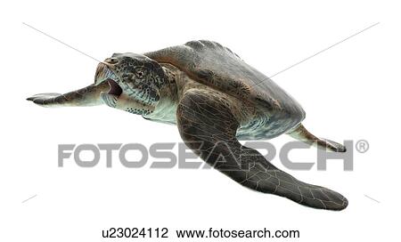 Illustration of an archelon View Large Photo Image Stock Image - Illustration of an archelon. Fotosearch