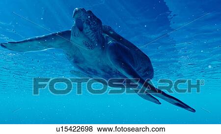 Illustration of an archelon View Large Photo Image Stock Photo - Illustration of an archelon. Fotosearch