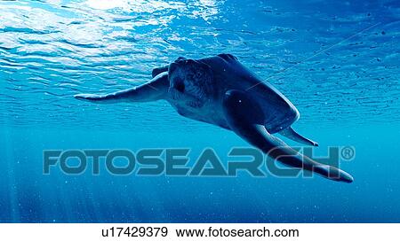 Illustration of an archelon View Large Photo Image Stock Photo - Illustration of an archelon. Fotosearch