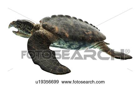 Illustration of an archelon View Large Photo Image Stock Photo - Illustration of an archelon. Fotosearch