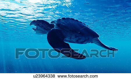 Illustration of an archelon View Large Photo Image Stock Photo - Illustration of an archelon. Fotosearch