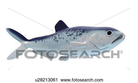 Illustration of an enchodus View Large Photo Image Stock Image - Illustration of an enchodus. Fotosearch