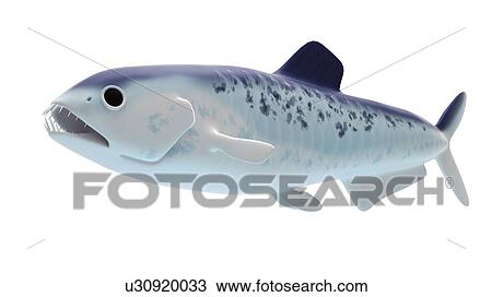 Illustration of an enchodus View Large Photo Image Stock Image - Illustration of an enchodus. Fotosearch