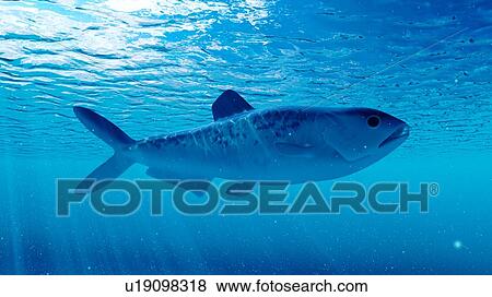 Illustration of an enchodus View Large Photo Image Stock Photo - Illustration of an enchodus. Fotosearch