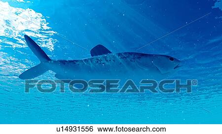 Illustration of an enchodus View Large Photo Image Stock Photograph - Illustration of an enchodus. Fotosearch