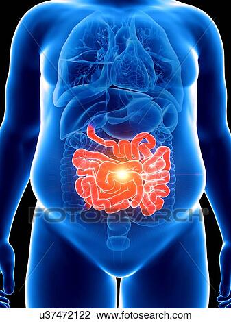 Stock Image - Illustration of an obese man with a painful intestine. Fotosearch
