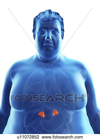 Stock Image - Illustration of an obese man's adrenal glands. Fotosearch