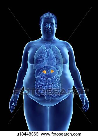 Illustration of an obese man's adrenal glands View Large Photo Image Stock Image - Illustration of an obese man's adrenal glands. Fotosearch