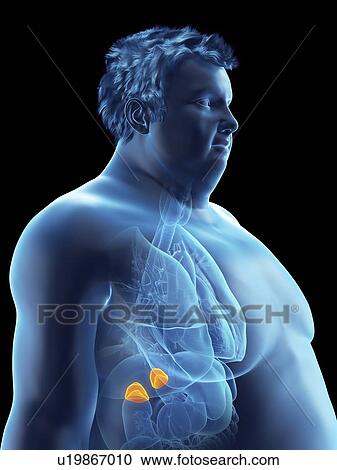 Illustration of an obese man's adrenal glands View Large Photo Image Stock Image - Illustration of an obese man's adrenal glands. Fotosearch
