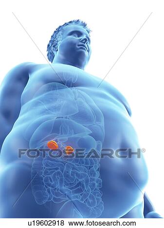 Illustration of an obese man's adrenal glands View Large Photo Image Stock Photo - Illustration of an obese man's adrenal glands. Fotosearch