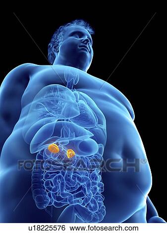 Illustration of an obese man's adrenal glands View Large Photo Image Stock Photograph - Illustration of an obese man's adrenal glands. Fotosearch