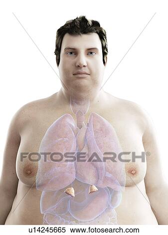Stock Photography - Illustration of an obese man's adrenal glands. Fotosearch