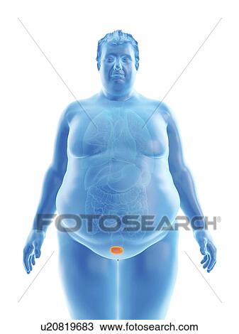 Illustration of an obese man's bladder View Large Photo Image Stock Image - Illustration of an obese man's bladder. Fotosearch