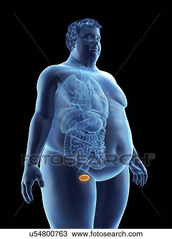 Illustration of an obese man's bladder View Large Photo Image Stock Image - Illustration of an obese man's bladder. Fotosearch