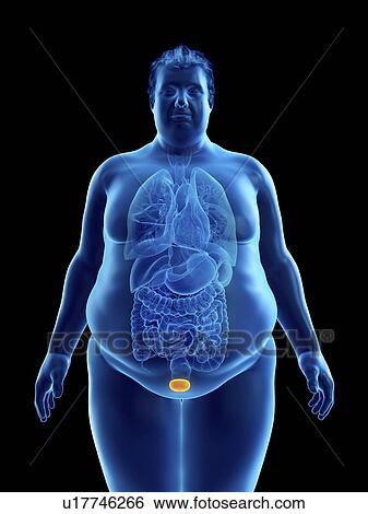 Stock Photograph - Illustration of an obese man's bladder. Fotosearch