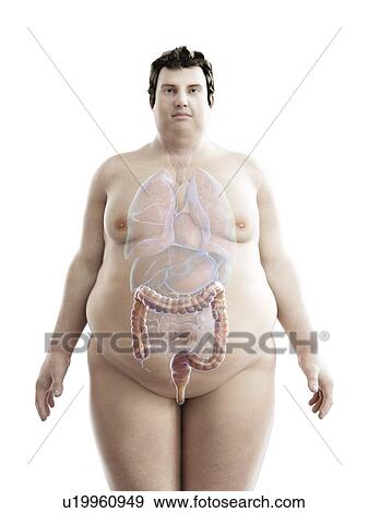 Illustration of an obese man's colon View Large Photo Image Stock Photo - Illustration of an obese man's colon. Fotosearch