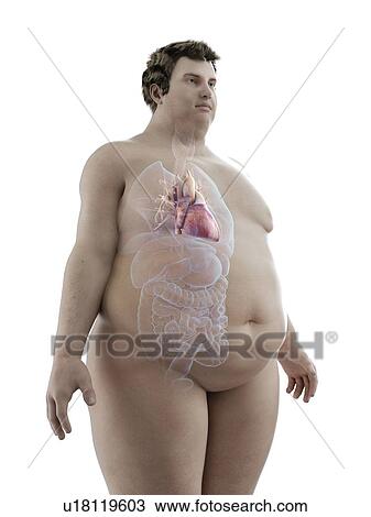 Stock Image - Illustration of an obese man's heart. Fotosearch