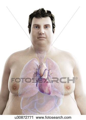 Illustration of an obese man's heart View Large Photo Image Stock Image - Illustration of an obese man's heart. Fotosearch