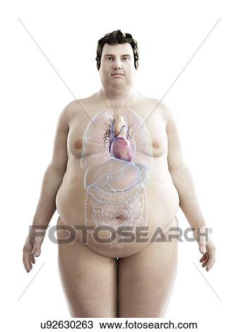 Illustration of an obese man's heart View Large Photo Image Stock Image - Illustration of an obese man's heart. Fotosearch